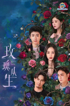 Đêm Bụi Hoa Hồng